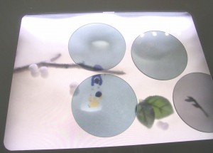 Table of the Colobockle