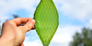 Silk leaf_1000x500