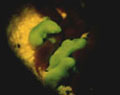 Green - Reinhard Nestelbacher